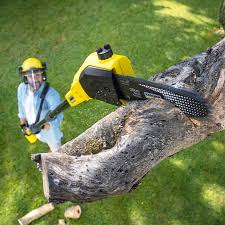 Best Tree Health Inspection  in East Aurora, NY