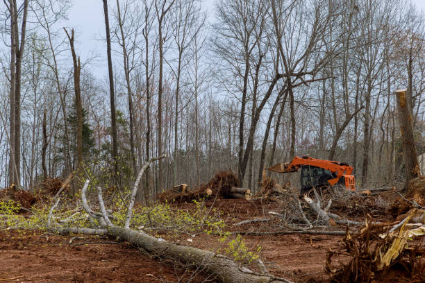 Best Tree Preservation Services  in East Aurora, NY