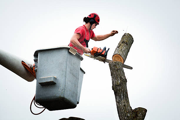 Seasonal Cleanup (Spring/Fall) in East Aurora, NY